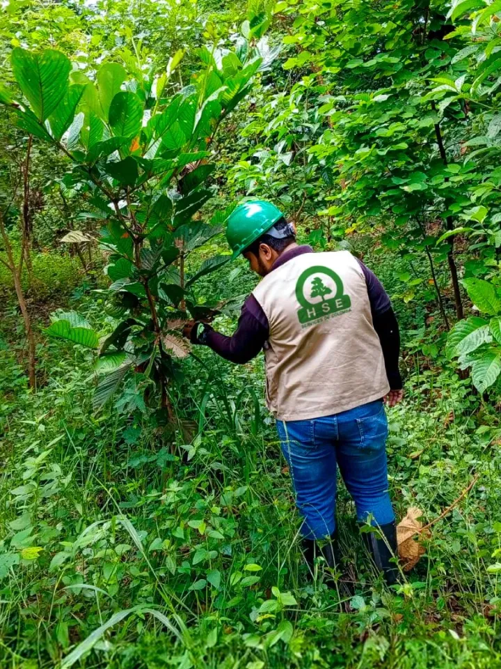 Monitoreo de restauración ecológica en bosque