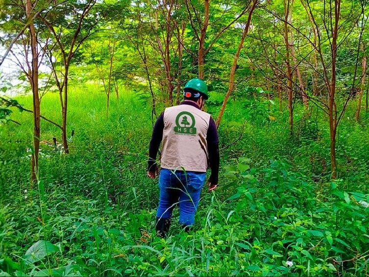 Profesional de HSE recorriendo un bosque reforestado
