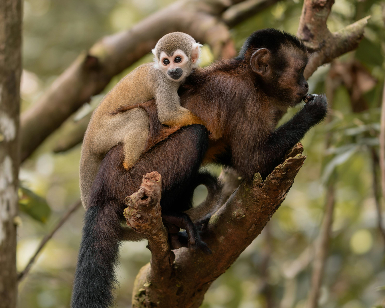 Estudios de Biodiversidad